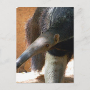 Postal Postcard de Anteater