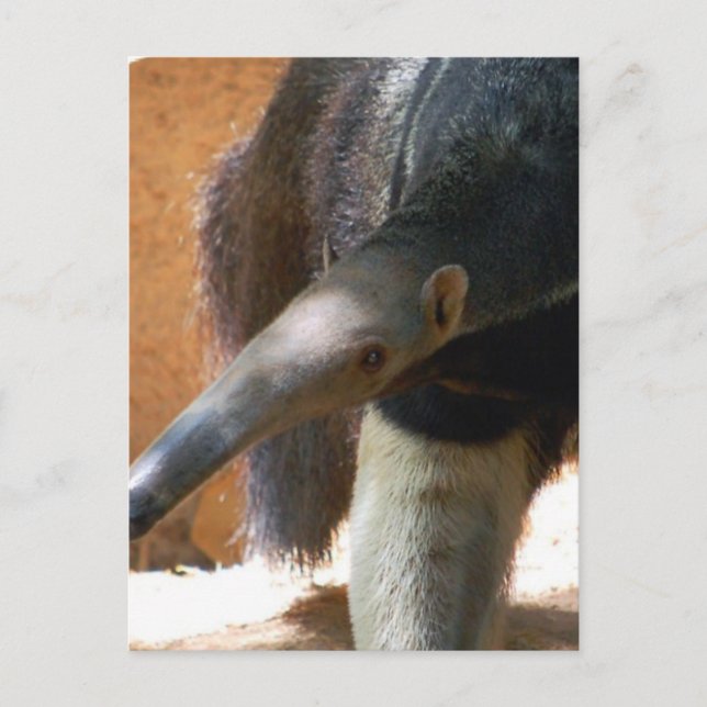Postal Postcard de Anteater (Anverso)