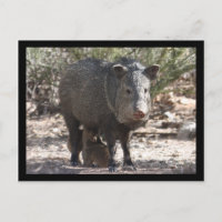 Postcard de Arizona Javelina