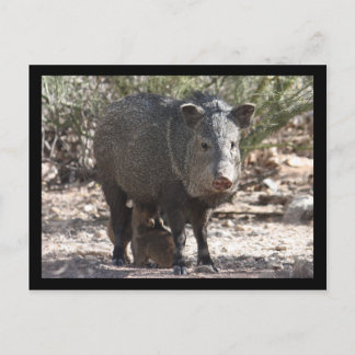 Postal Postcard de Arizona Javelina