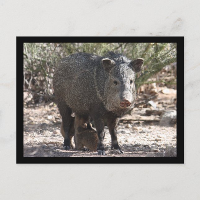 Postal Postcard de Arizona Javelina (Anverso)