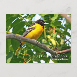 Postal Postcard de Baltimore Oriole