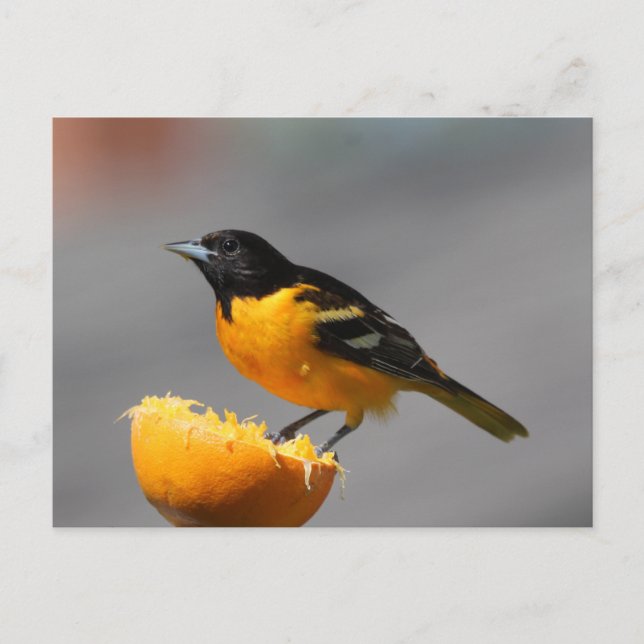 Postal Postcard de Baltimore Oriole (Anverso)
