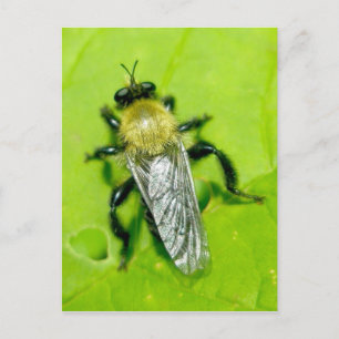Postal Postcard de Bee Fly