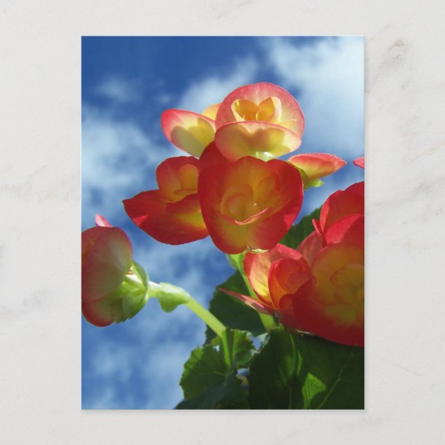 Postal Postcard de Begonia Flowers (Anverso)