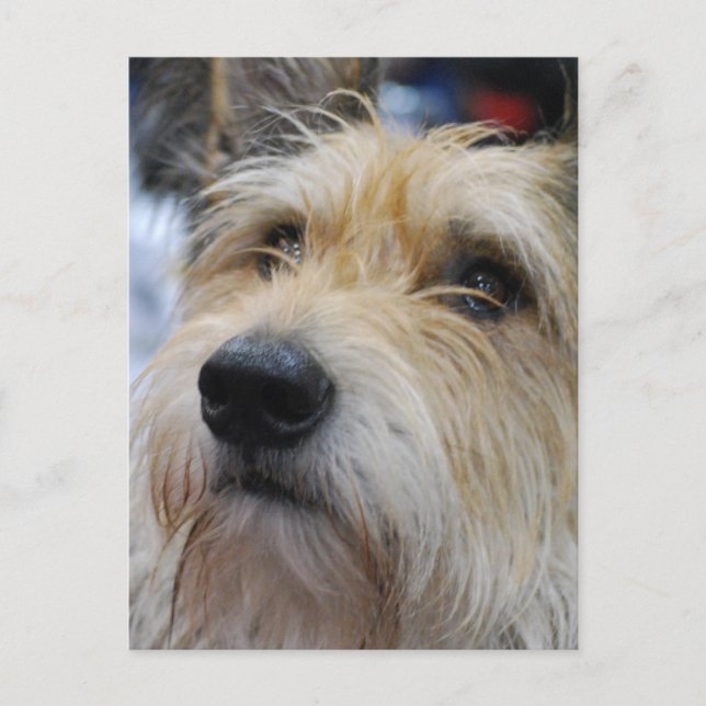 Postal Postcard de Berger Picard (Anverso)