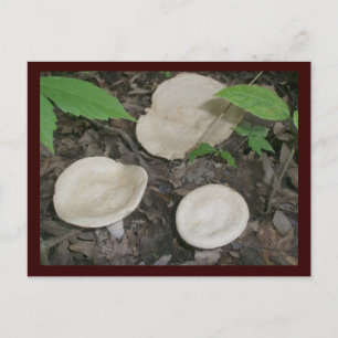 Postal Postcard de Bisquit Mushrooms