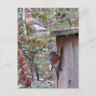Postal Postcard de Bluebird