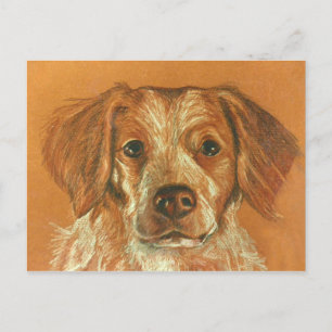 Postal Postcard de Bretaña