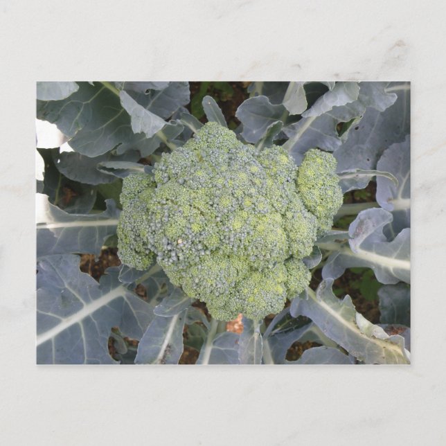 Postal Postcard de Broccoli (Anverso)