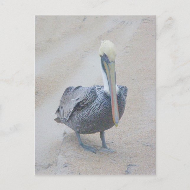 Postal Postcard de Brown Pelican 2 OBX (Anverso)
