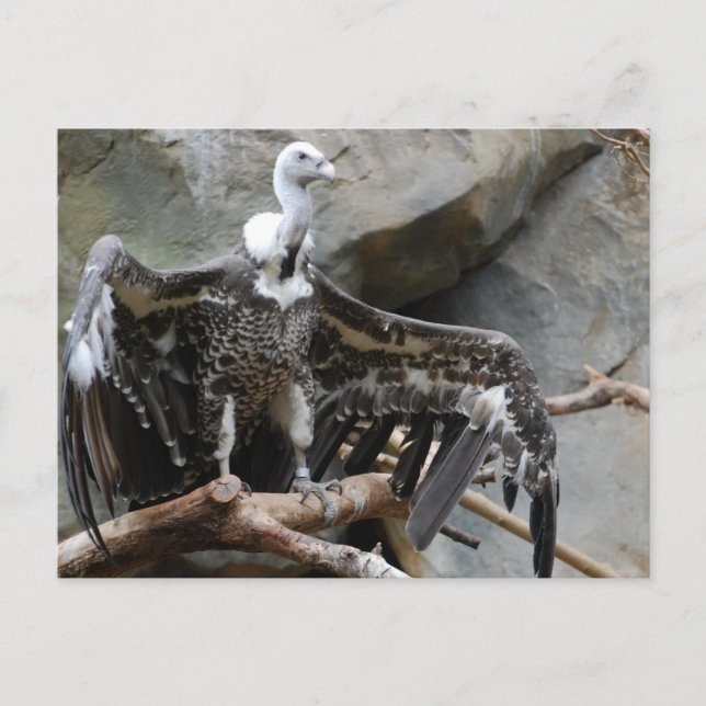 Postal Postcard de buceo (Anverso)