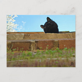 Postal Postcard de 'búsqueda de Jasper'