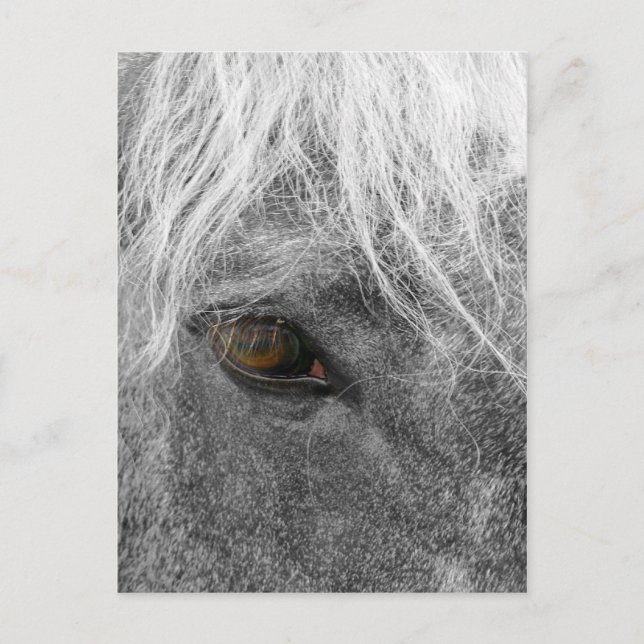 Postal Postcard de Caballo de Clydesdale (Anverso)