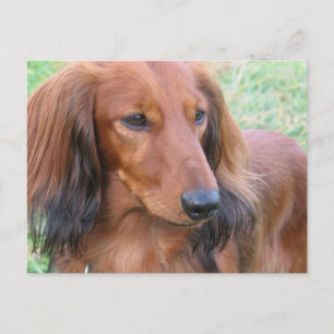 Postal Postcard de cabello largo
