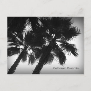 Postal Postcard de California Dreamin' Palm Trees
