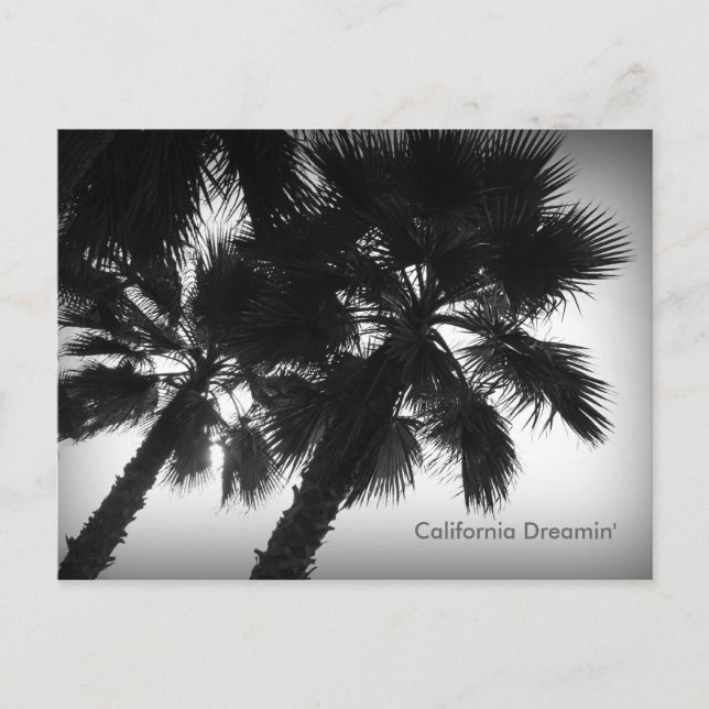 Postal Postcard de California Dreamin' Palm Trees (Anverso)