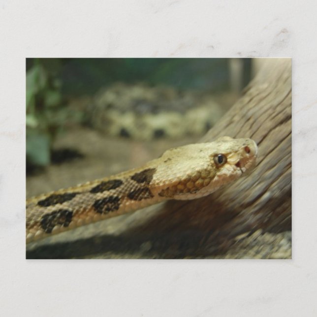 Postal Postcard de Canebrake Rattlesnake (Anverso)