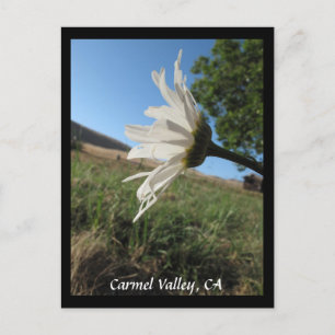 Postal Postcard de Carmel Valley Daisy