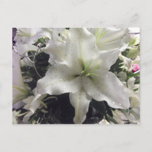 Postal Postcard de Casablanca Lily