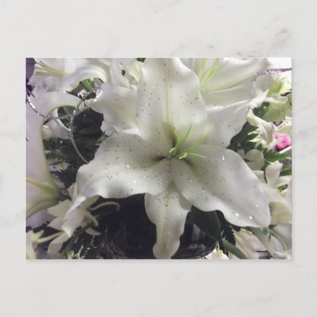 Postal Postcard de Casablanca Lily (Anverso)