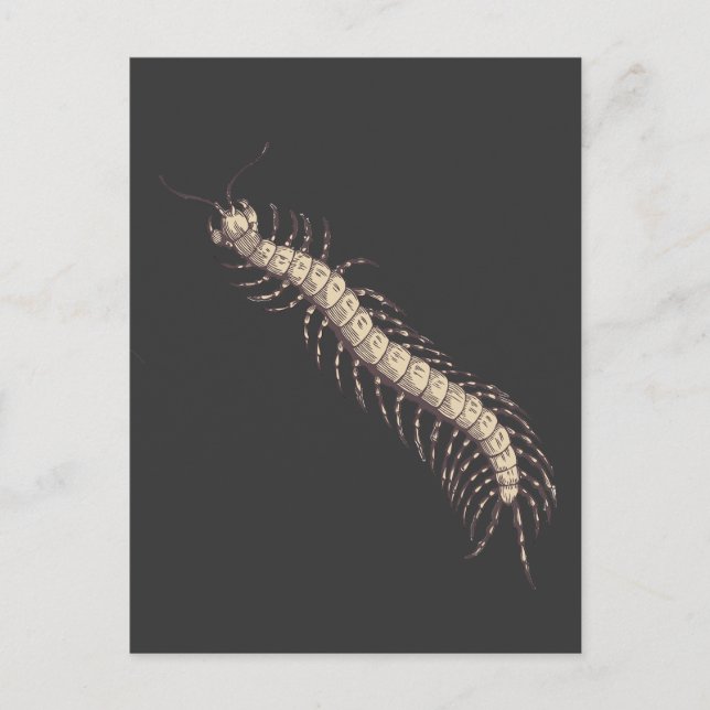 Postal Postcard de Centipede (Anverso)