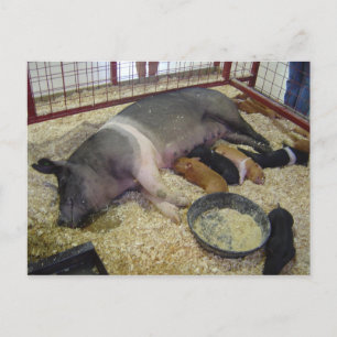 Postal Postcard de cerda y lechón
