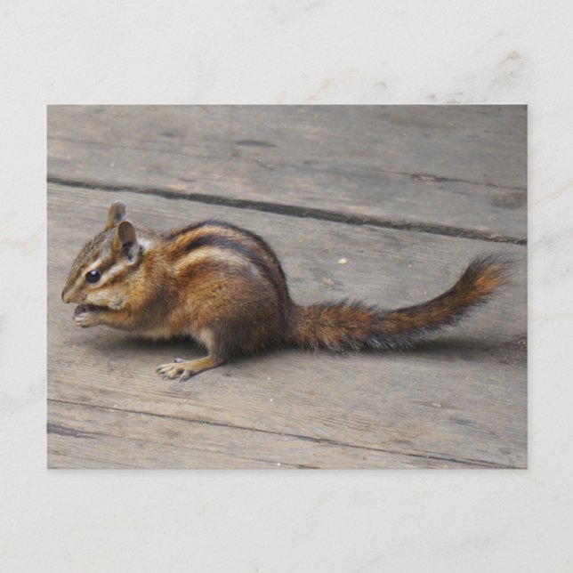 Postal Postcard de Chipmunk (Anverso)