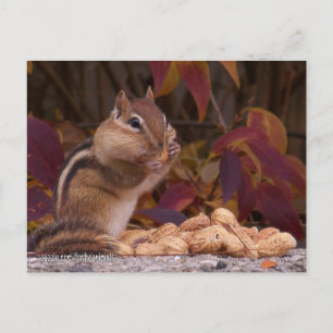 Postal Postcard de Chipmunk