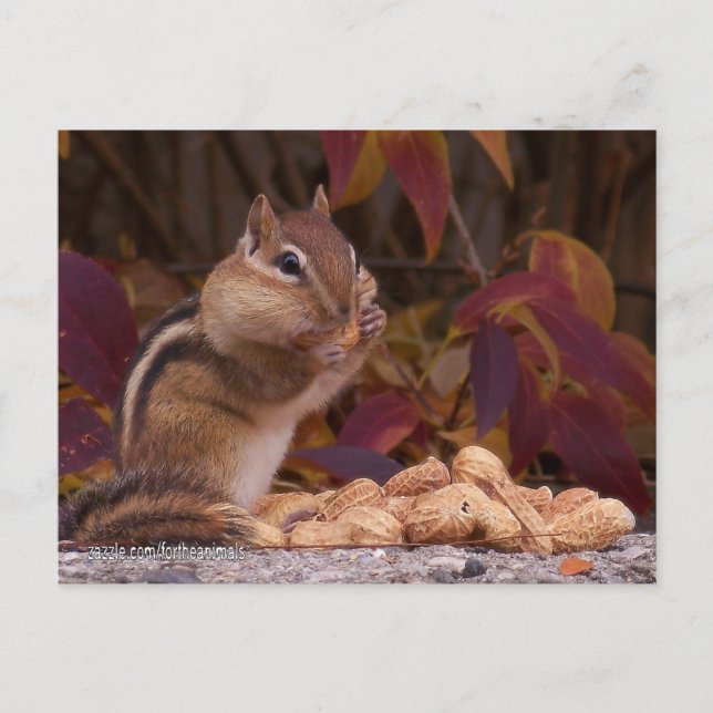 Postal Postcard de Chipmunk (Anverso)