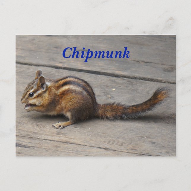 Postal Postcard de Chipmunk (Anverso)