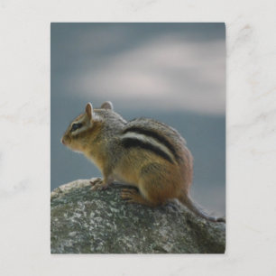 Postal Postcard de Chipmunk