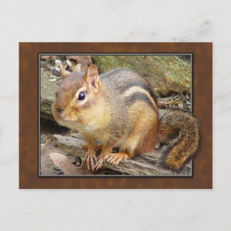 Postal Postcard de Chipmunk