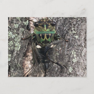 Postal Postcard de Cicada