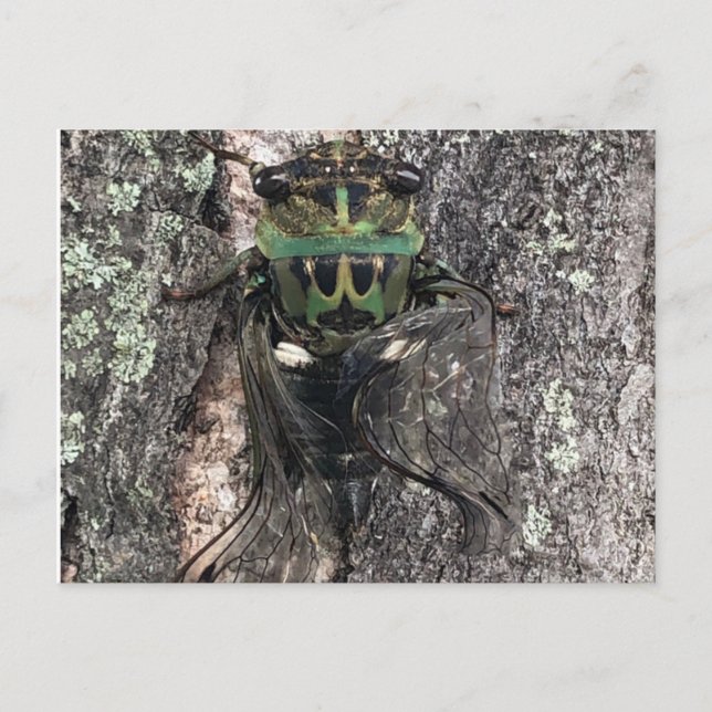 Postal Postcard de Cicada (Anverso)