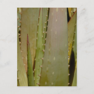 Postal Postcard de cierre de Aloe