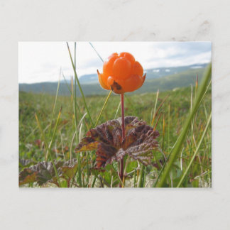 Postal Postcard de Cloudberry