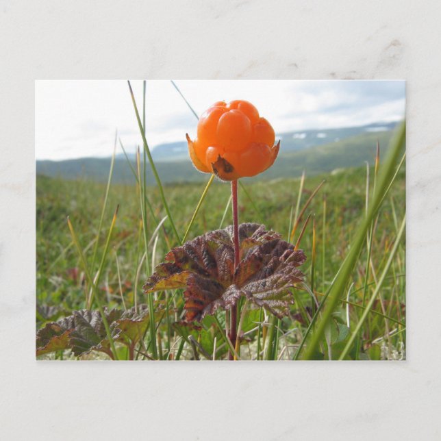 Postal Postcard de Cloudberry (Anverso)