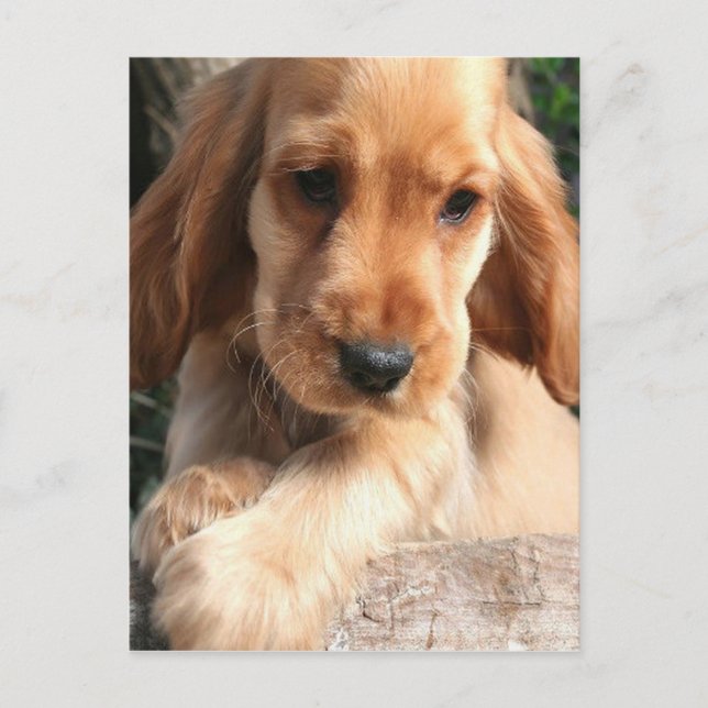 Postal Postcard de Cocker Spaniel (Anverso)