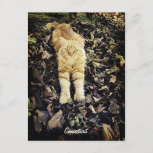 Postal Postcard de Connecticut Kitty