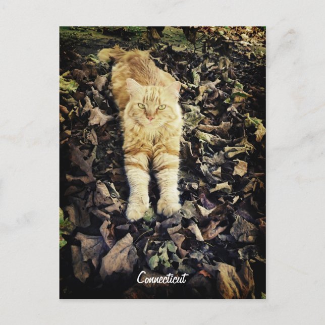 Postal Postcard de Connecticut Kitty (Anverso)