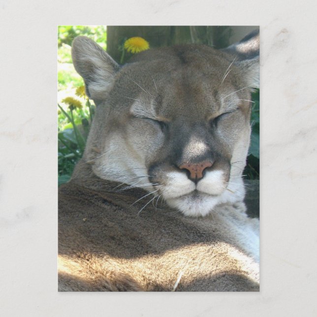 Postal Postcard de Cougar (Anverso)