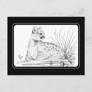 Postal Postcard de Cougar Kitten
