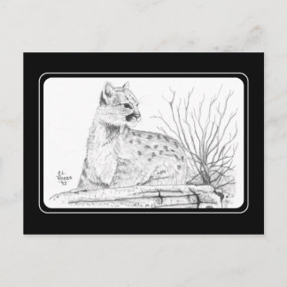 Postal Postcard de Cougar Kitten