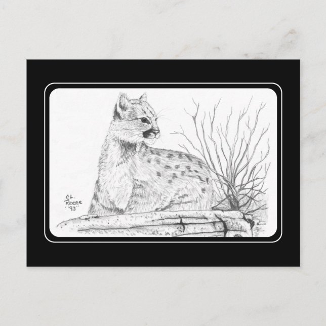 Postal Postcard de Cougar Kitten (Anverso)
