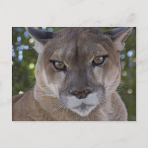 Postal Postcard de Cougar Pray