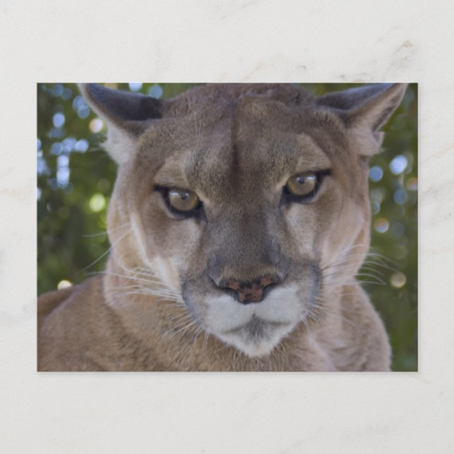 Postal Postcard de Cougar Pray (Anverso)