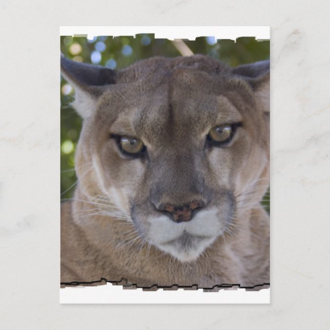 Postal Postcard de Cougar Pray (Anverso)