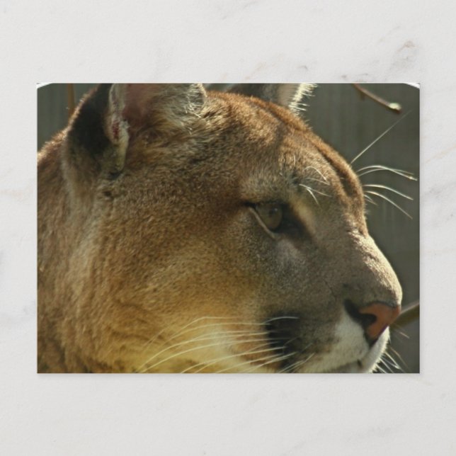Postal Postcard de Cougar Puma (Anverso)