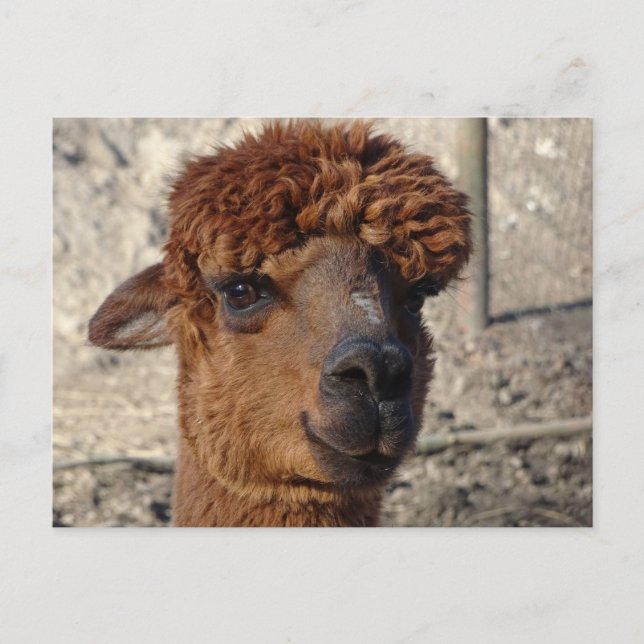 Postal Postcard de Cute Brown Alpáca (Anverso)